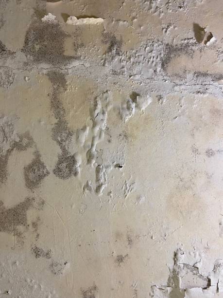 Best Mold Remediation  in Clarkston, GA