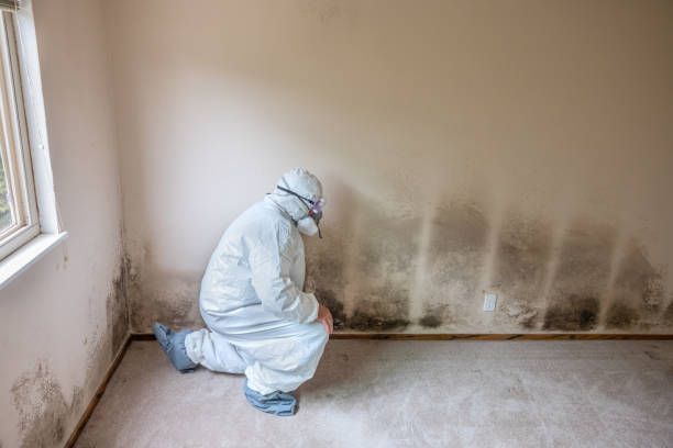 Mold Testing and Removal in Clarkston, GA